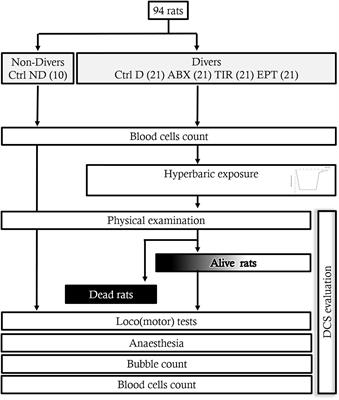 Tirofiban, a Glycoprotein IIb/IIIa Antagonist, Has a Protective Effect on Decompression Sickness in Rats: Is the Crosstalk Between Platelet and Leukocytes Essential?